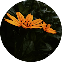 Sharun Rajeev profile picture