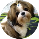 Bonci The champion profile picture